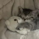 sleepy fg 💤