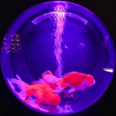 Land of the Goys Discord server icon