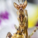 𝓘𝓷𝓿𝓮𝓻𝓽 𝓢𝓪𝓷𝓬𝓽𝓾𝓪𝓻𝔂 Discord server icon