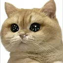 chinguyen6901 testing Discord server icon