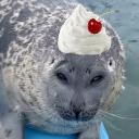 SealsHappyHour⊹₊˚‧︵‿₊୨ᰔ୧₊‿︵‧˚₊⊹