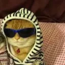 The Cool Cats