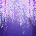 Wisteria