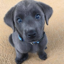 PAY PIGS Discord server icon