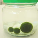mofumofu