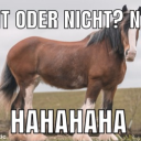 Göt land