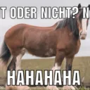 Göt land