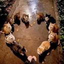 ˚₊✩‧₊ ⌠𝓬𝓪𝓽𝓼 𝓱𝓾𝓫⌡ ₊‧✩₊˚