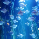 𓏫🎏      ̣̣✚     Swimmerz      𓎟𓎡