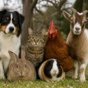 Serveur animalier