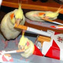 Bird Battalion Central Discord server icon