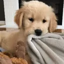 kieran's kennel !!