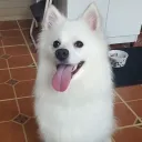 Pay pig