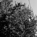 Steve's stuff Discord server icon