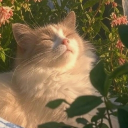 The Meow Society
