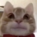 cat corner Discord server icon