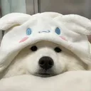 Puppy Adoption