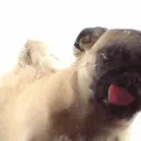 ＰＵＧ－ＣＩＴＹ ૮ • ﻌ - ა