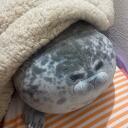 sleepy sewl's