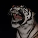 👑 Bigpapa Trading Hub 👑 Discord server icon