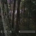 Noctis Forest