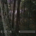 Noctis Forest