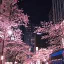 ✨The City of Blossoms✨