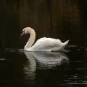 ꜱᴡᴀɴꜱ ₊