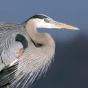 Heron's Rookery