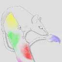 Rat artistry
