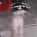 Gato's server