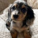 🐶 looking for someone Discord server icon