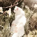 ₊˚꒰꒱‧ flora ‧₊ ᵎᵎ ♡