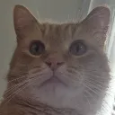 Orange Cat Fandom
