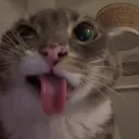 PawPurfect