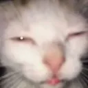 tuff cat server
