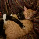 Meows