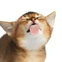 ≽(◉˕ ◉ ≼マ