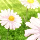 ⋆｡°✩ Wildflower Coast 🪻✿