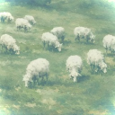 The Pasture