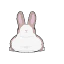 Hunni Bunnies! <3