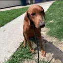 Paws and Policy