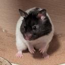 Hamster Husbandry Haven
