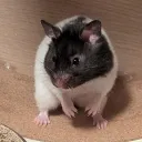 Hamster Husbandry Haven