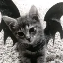 Kingdom of Oddities