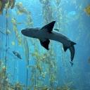marine life lovers