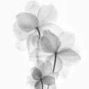 Pale Bloom
