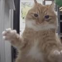Cats and hololive