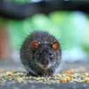 Rat SMP