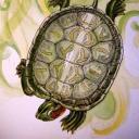 The Turtle Pond